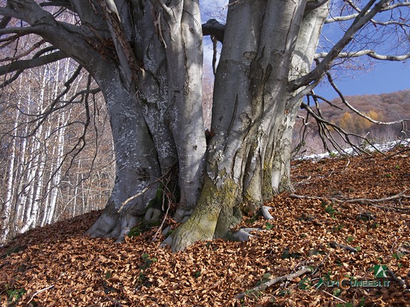 12 - Particolare del tronco (probabilmente polloni fusi assieme) di un enorme faggio a monte di Tetti Baudinet (2010)