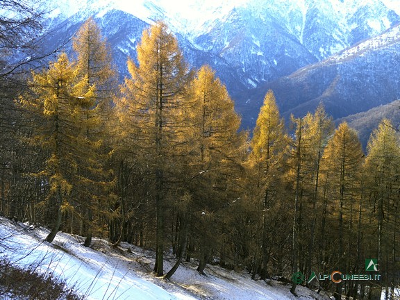 13 - Un tratto a larici lungo il sentierino che collega Tetti Baudinet alla strada per la Cappella dell'Olocco (2010)