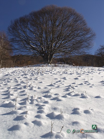 16 - Un enorme faggio a monte di Tetti Baudinet (2010)