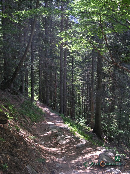 14 - Il bosco di abete bianco che si attraversa scendendo nel Vallone di Sestrera (2002)