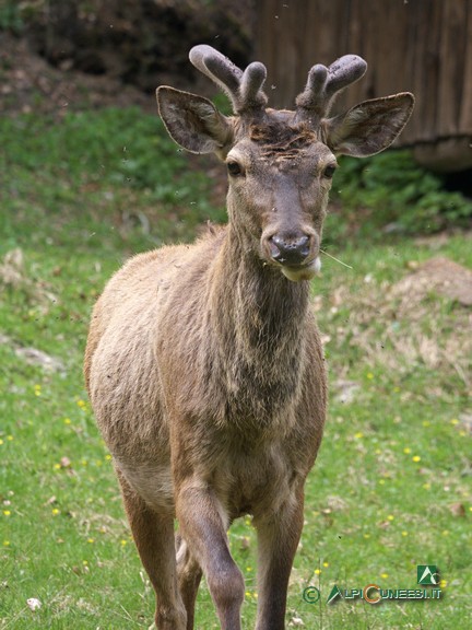 13 - Cervo maschio (<i>Cervus elaphus</i>) al Recinto faunistico delle Canavere (2014)