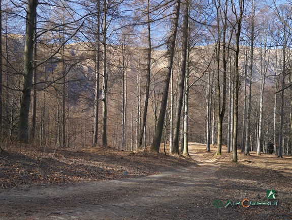 8 - Un tratto di strada sterrata nel bosco presso il Gias sottano del Baus 'd l'Ula (2016)
