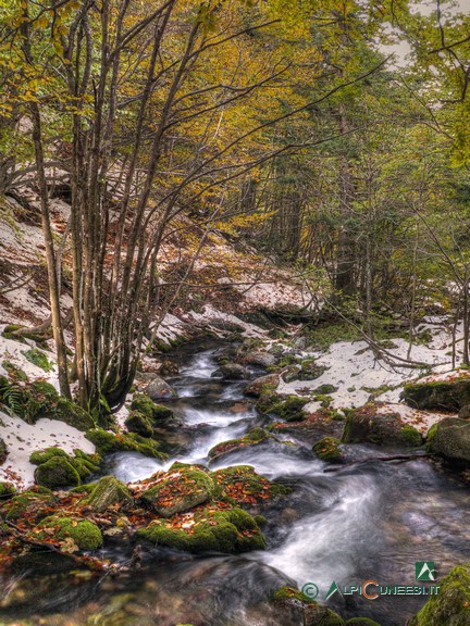 14 - Il bosco di faggio nei pressi del ponticello che attraversa il torrente nel Vallone del Marguareis (2016)