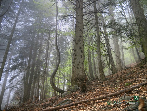 10 - Il bosco di abete e faggio tra il Pian del Creus e il Rifugio Sestrera sottano (2017)