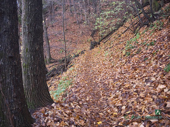 2 - Nel bosco poco oltre Vigna (2023)