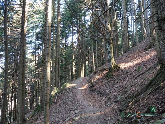 14 - Il traverso nel bosco di abeti verso l'impluvio del Vallone di San Bruno (2025)