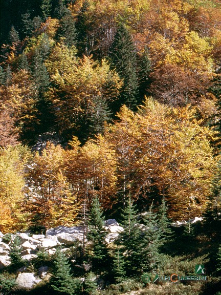 2 - La spettacolare colorazione autunnale del Vallone del Marguareis (1994)