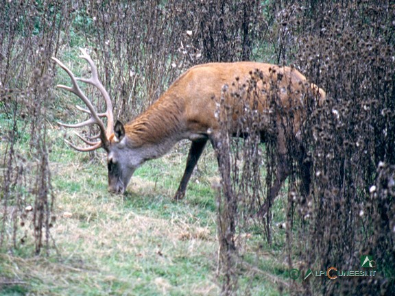 2 - Cervo (<i>Cervus elaphus</i>) maschio (fotografato in Valle Pesio) (2003)