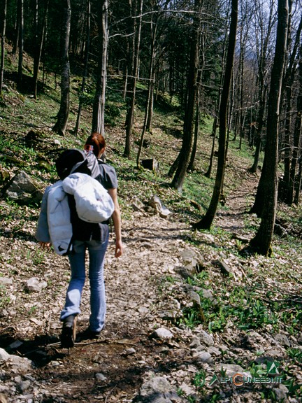 4 - Un tratto del sentiero naturalistico nel bosco misto di latifoglie (2004)
