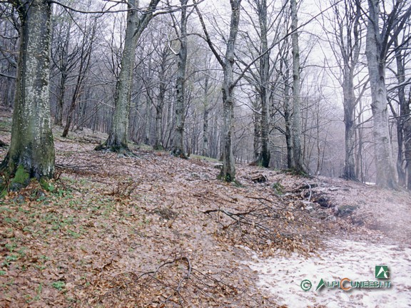 1 - Il bosco di faggio in una nebbiosa giornata di inizio primavera (2004)