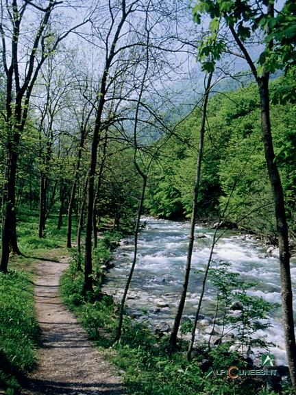 5 - Il tratto del sentiero naturalistico che costeggia il Torrente Pesio (2004)