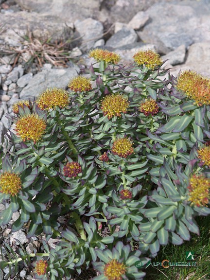 8 - <i>Rhodiola rosea</i>, pianta officinale che cresce sui pendii detritici fino a oltre 3000m di quota (2006)