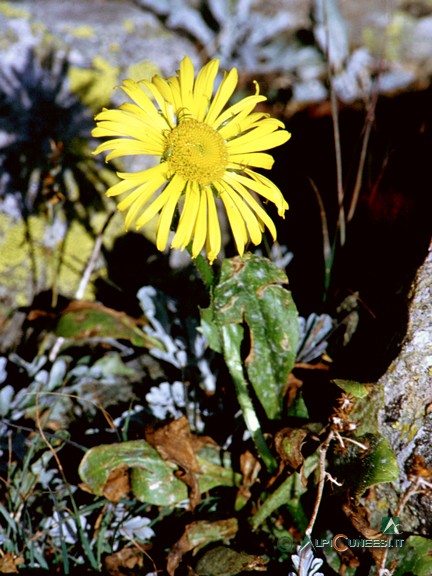 4 - <i>Doronicum grandiflorum</i> (2003)