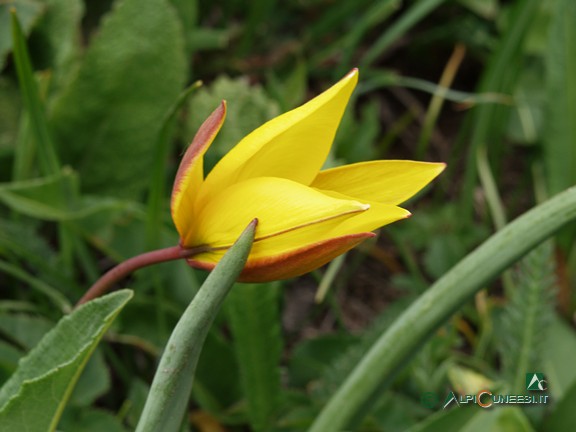 1 - Tulipano montano (<i>Tulipa australis</i>) (2007)