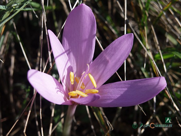 6 - Colchico (<i>Colchicum autumnale</i>) (2006)