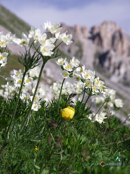 4 - Anemone (<i>Anemone narcissiflora</i>) (2007)