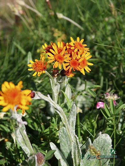 5 - Senecio capitato (<i>Tephroseris capitata</i>) (2007)