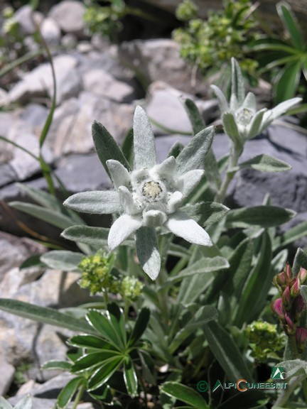 6 - Stella Alpina (<i>Leontopodium alpinum</i>) (2007)