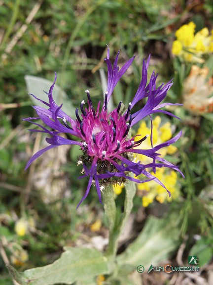 10 - Centaurea (<i>Centaurea sp.</i>) (2007)