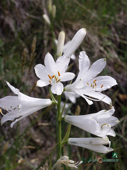 11 - Paradisia, Giglio di monte (<i>Paradisea liliastrum</i>) (2007)