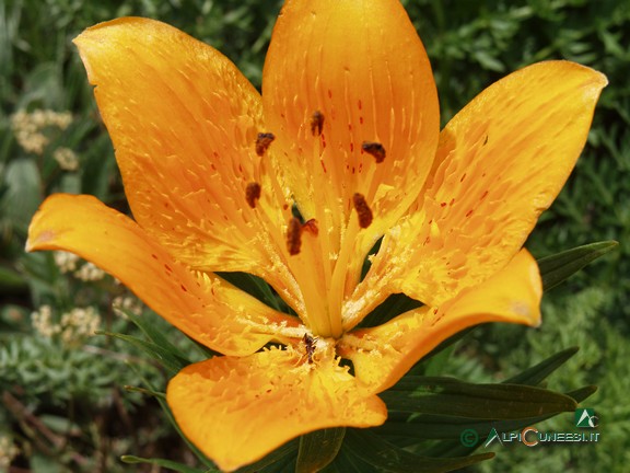 12 - Giglio di San Giovanni (<i>Lilium bulbiferum</i>) (2007)