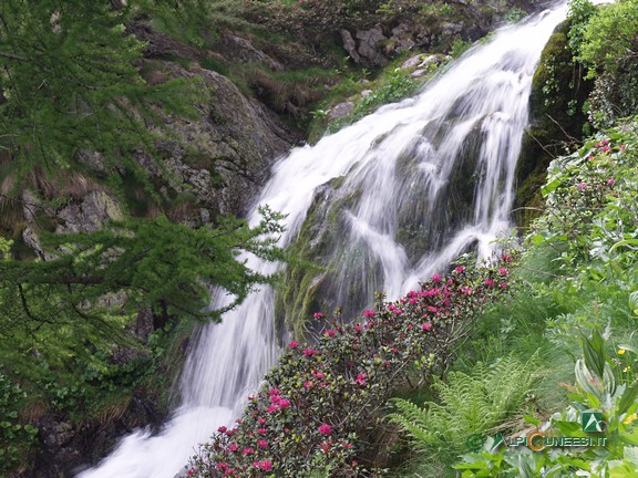 5 - La bella cascata, contornata da rododendri, che si getta nel Lago sottano della Valletta (2008)