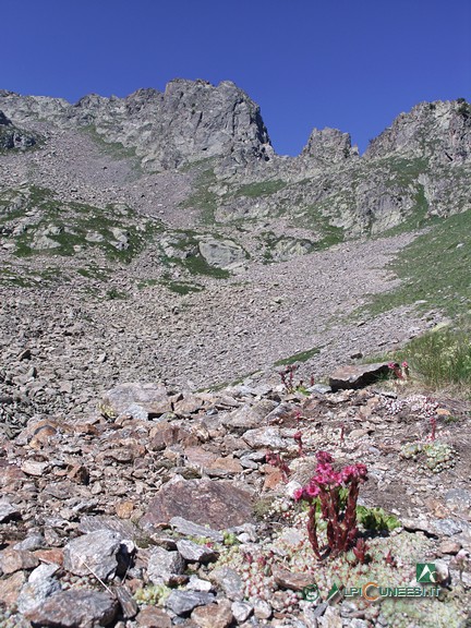 2 - Il selvaggio Vallone del Chiot della Roccia (2008)