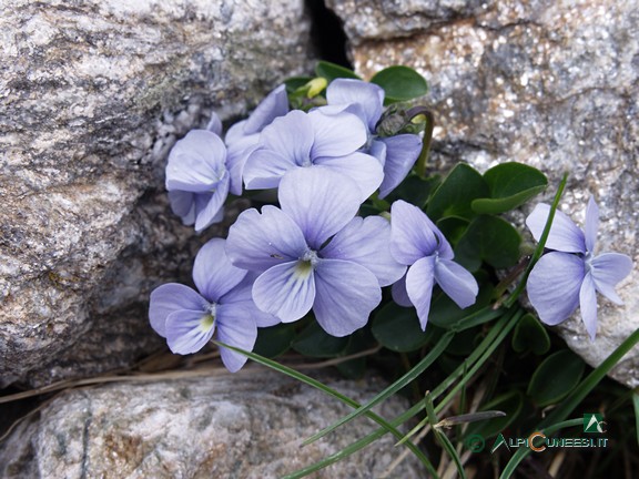 6 - Viola dell'Argentera (<i>Viola argenteria</i>) (2008)