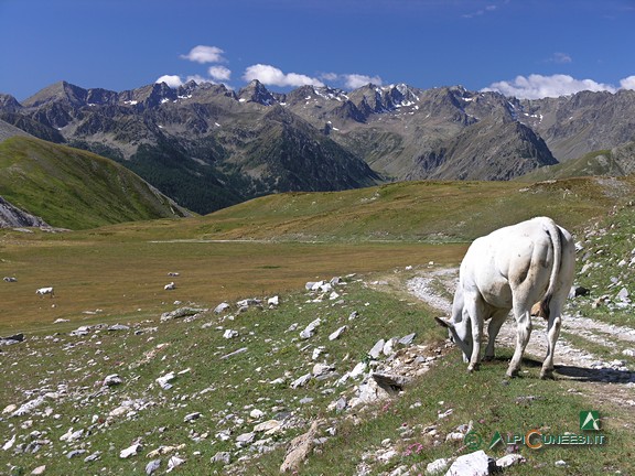 8 - Mucca al pascolo nei pressi del Colle del Mulo (2010)