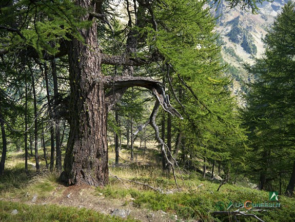 9 - Un larice secolare sul sentiero per il Lago Martel (2015)