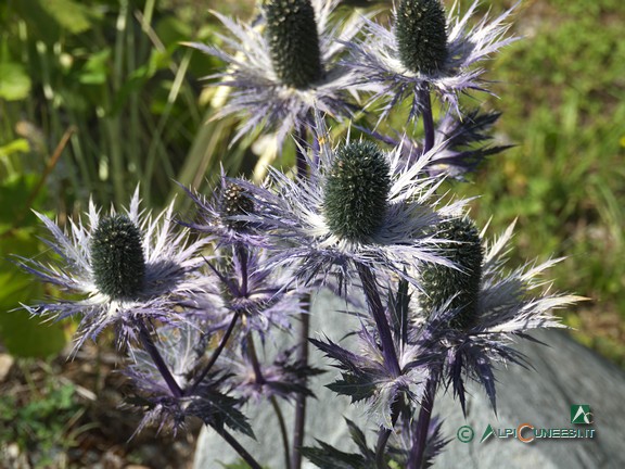 16 - La Regina delle Alpi (<i>Eryngium alpinum</i>) (2019)