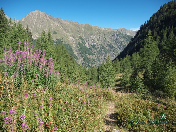 2 - Il sentiero all'uscita dal bosco fitto (2021)