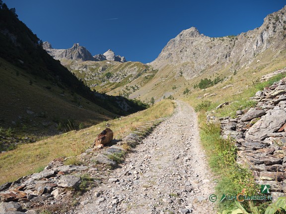 4 - Il tratto della strada ex militare 324, che attraversa il pianoro pascolivo nell'alto Vallone del Piz (2021)