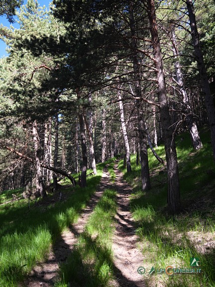 4 - Un altro tratto di salita in pineta, a monte de La Pinéo (2025)