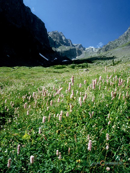 3 - Fioritura di Bistorta (<i>Polygonum bistorta</i>) nel Vallone superiore di Pontebernardo (1997)