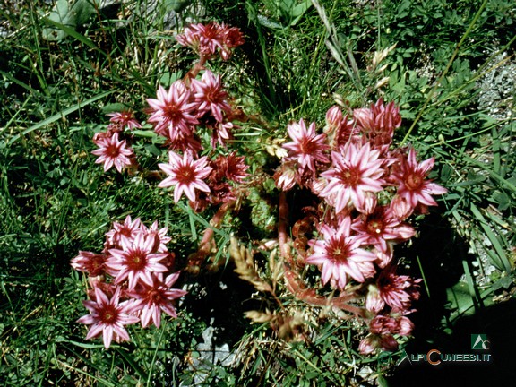 4 - Fioritura di Semprevivo (<i>Sempervivum montanum</i>) (1997)