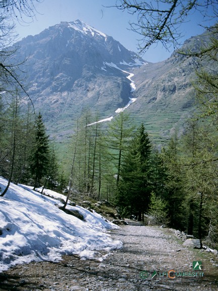 2 - La sterrata ex militare che, in un bel lariceto, sale al Lago di San Bernolfo (1997)