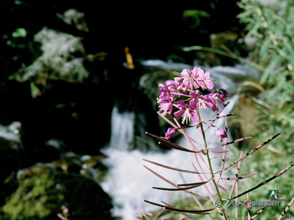 2 - Epilobio (<i>Epilobium angustifolium</i>) in fiore sulle sponde di un affluente del Rio Freddo (1997)