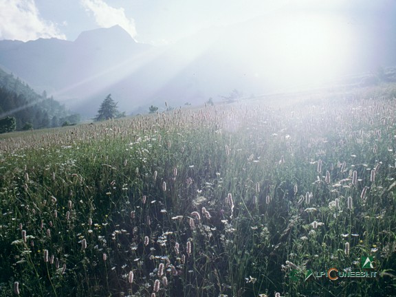 2 - Una bella fioritura di Bistorta (<i>Polygonum bistorta</i>) nei campi di fronte a San Bernolfo (2000)