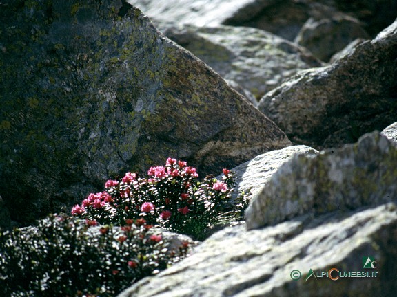 3 - Rododendri (<i>Rhododendron ferrugineum</i>) in fiore (2000)