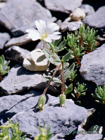 6 - <i>Cerastium latifolium</i> (2003)