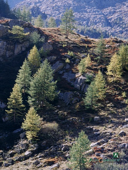 1 - Radi larici nel Vallone del Piz (2003)