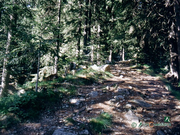 1 - Il bosco di conifere che si attraversa all'inizio dell'itinerario (2004)