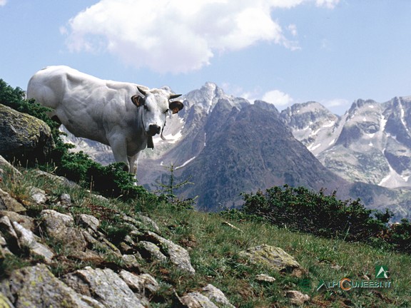 2 - Mucca al pascolo nei pressi del Lago Martel (2004)