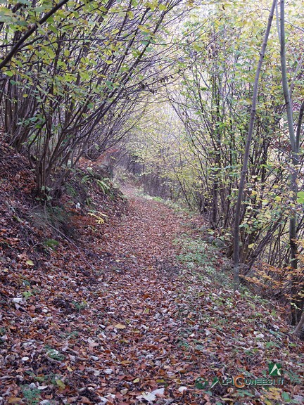 9 - Una fitta vegetazione, a prevalenza arbustiva, caratterizza la discesa dalla Colla di Chionea (2005)