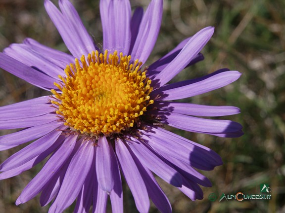 7 - Astro delle Alpi (<i>Aster alpinus</i>) (2006)