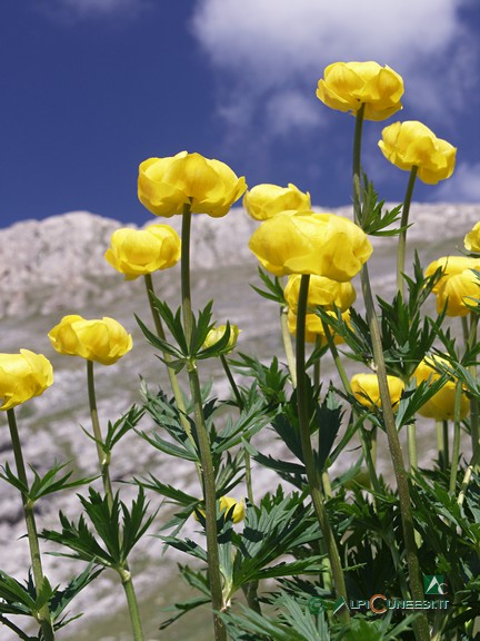 9 - Botton d'oro (<i>Trollius europaeus</i>) (2006)