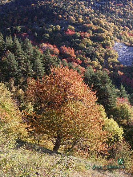 4 - I boschi sopra Viozene (2006)