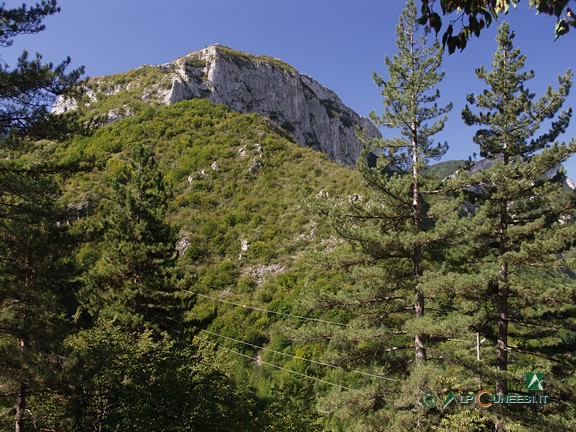 1 - Panorama dal sentiero nel tratto di pineta (2007)
