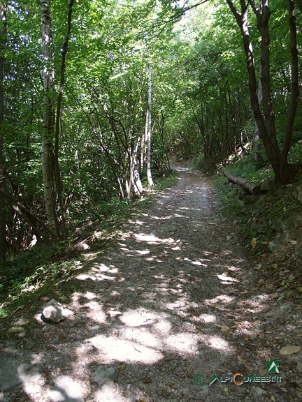 3 - La sterrata che attraversa il bosco misto di latifoglie (2007)